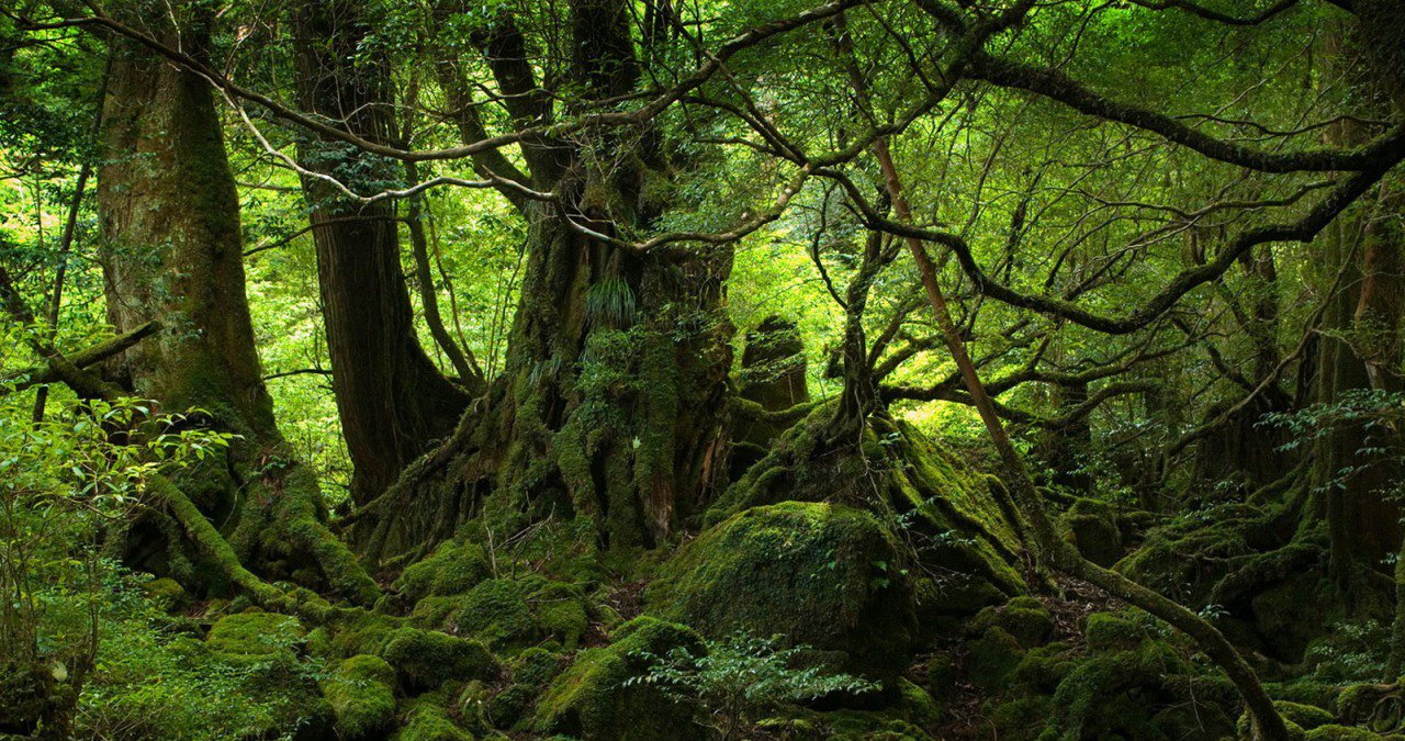 Rainforests: Collaborative Intelligence Ecosystems