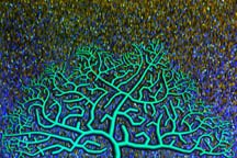 Artificial Life as a Petri Dish